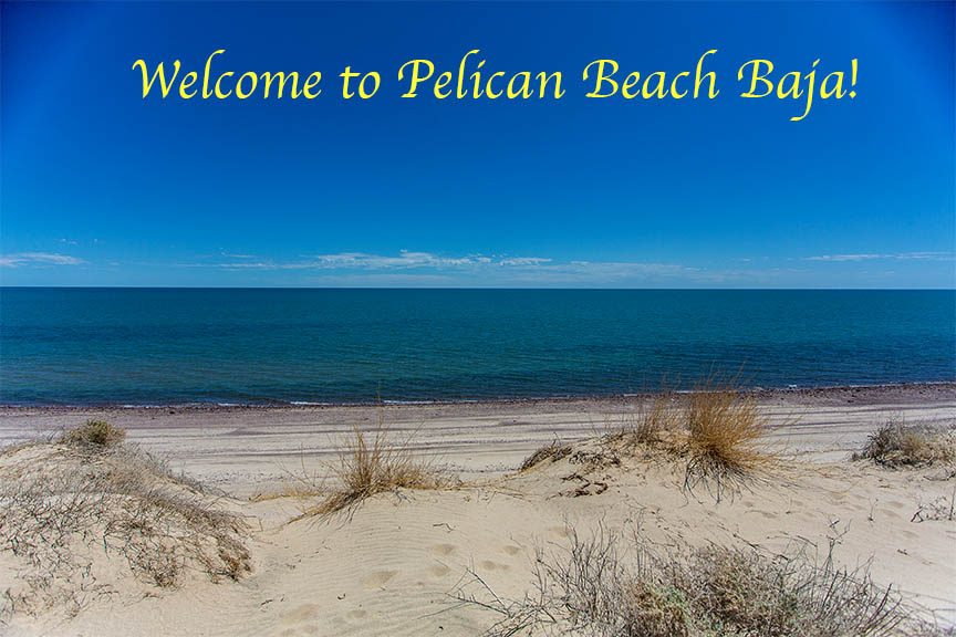 Welcome to Pelican Beach Baja