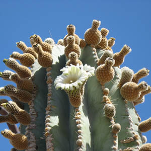 cactus-300px